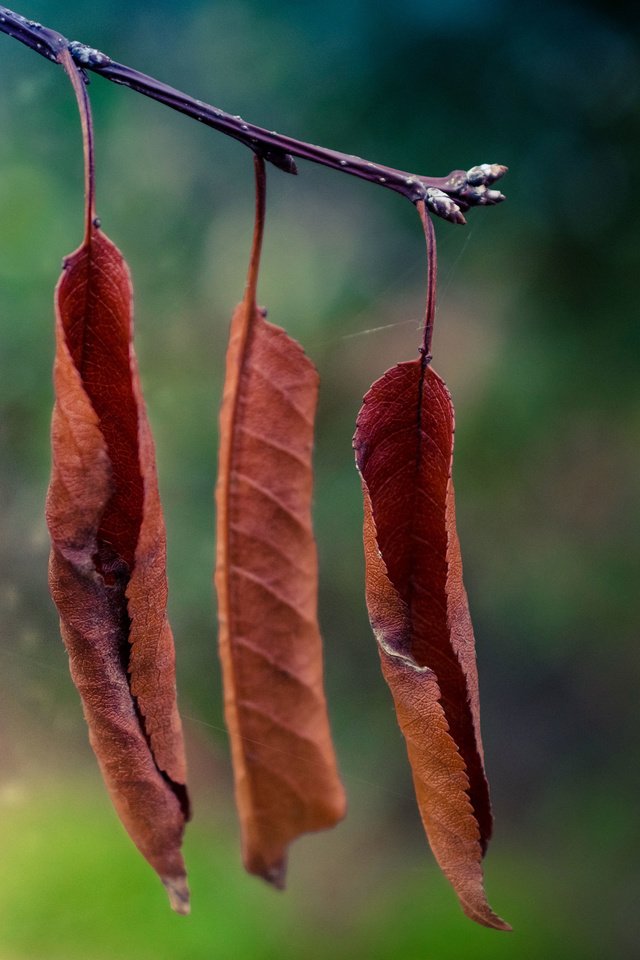 Обои ветка, природа, листья, макро, осень, branch, nature, leaves, macro, autumn разрешение 3840x2400 Загрузить