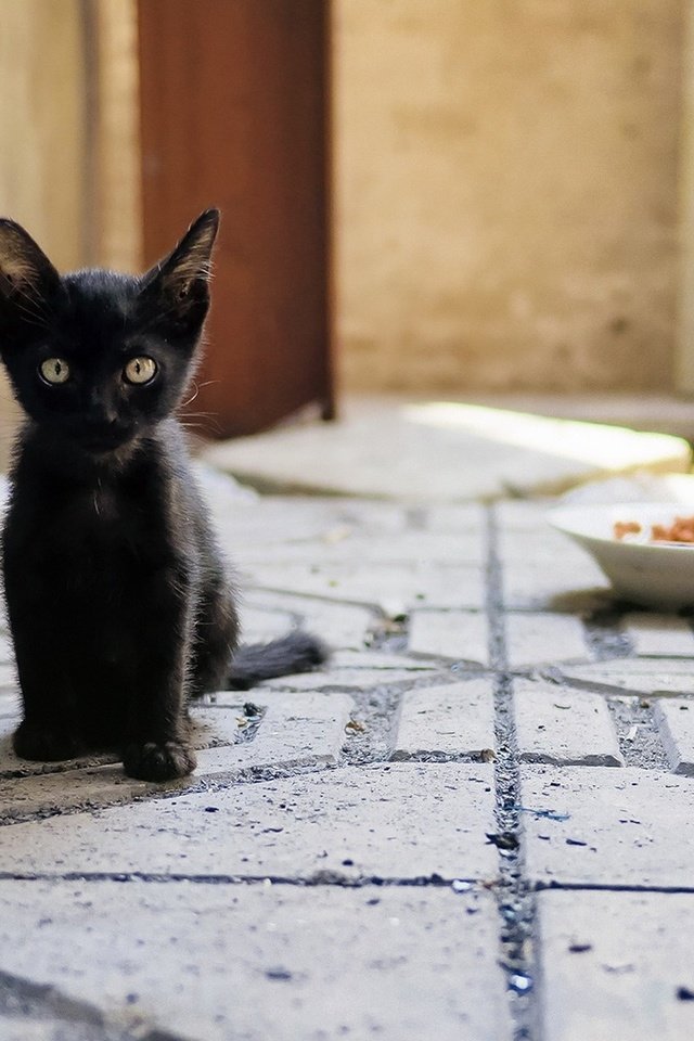 Обои глаза, взгляд, котенок, корм, миска, чёрная кошка, eyes, look, kitty, food, bowl, black cat разрешение 1920x1200 Загрузить