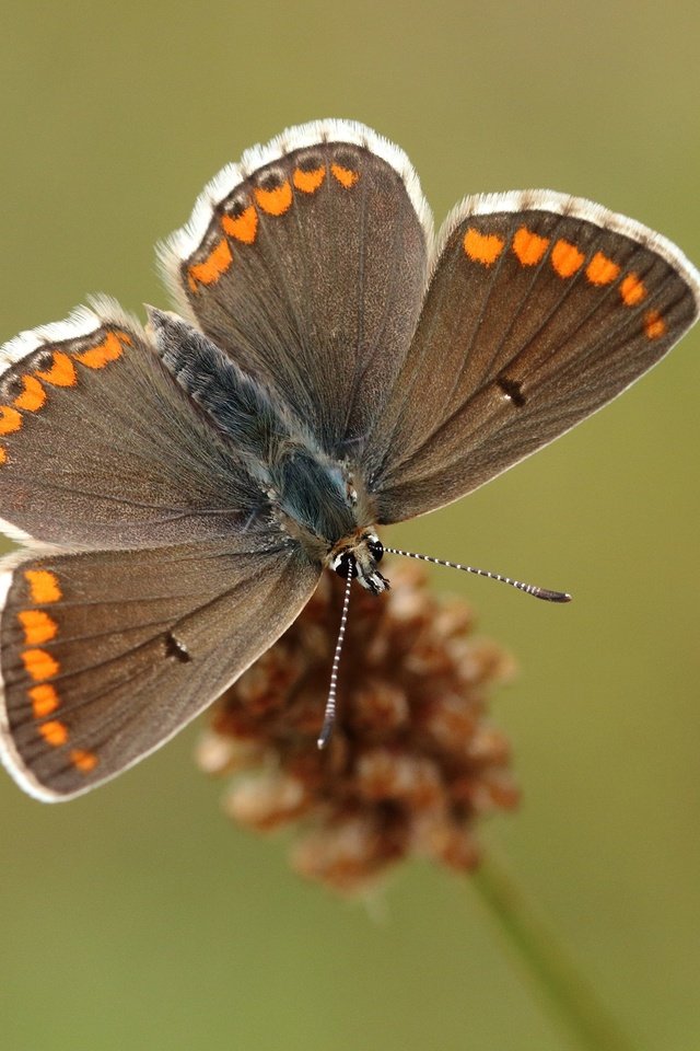 Обои природа, насекомое, фон, бабочка, крылья, растение, nature, insect, background, butterfly, wings, plant разрешение 2560x1600 Загрузить