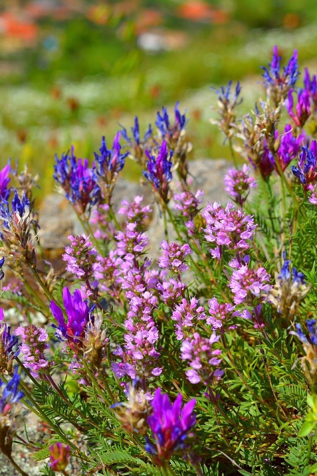 Обои цветы, цветение, весна, остролодочник, flowers, flowering, spring, oxytropis разрешение 3000x1920 Загрузить