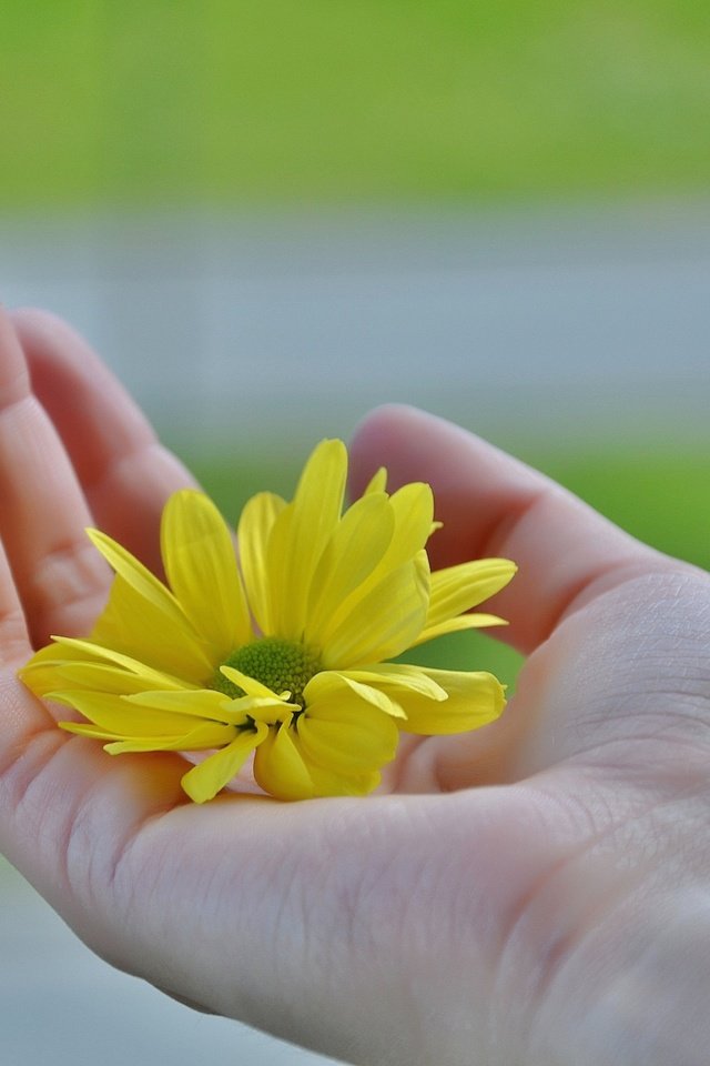 Обои желтый, рука, цветок, лепестки, пальцы, ладонь, yellow, hand, flower, petals, fingers, palm разрешение 4928x3264 Загрузить
