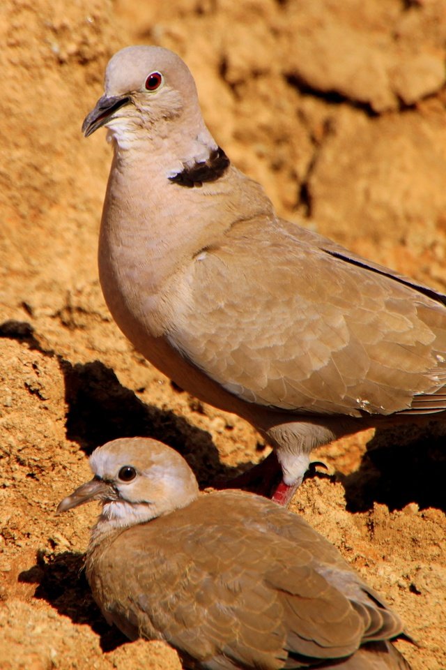 Обои птенец, птицы, голубь, голуби, кормление, chick, birds, dove, pigeons, feeding разрешение 4171x2390 Загрузить