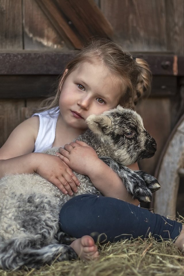 Обои сено, взгляд, дети, девочка, нежность, овечка, овца, hay, look, children, girl, tenderness, sheep разрешение 2560x1707 Загрузить