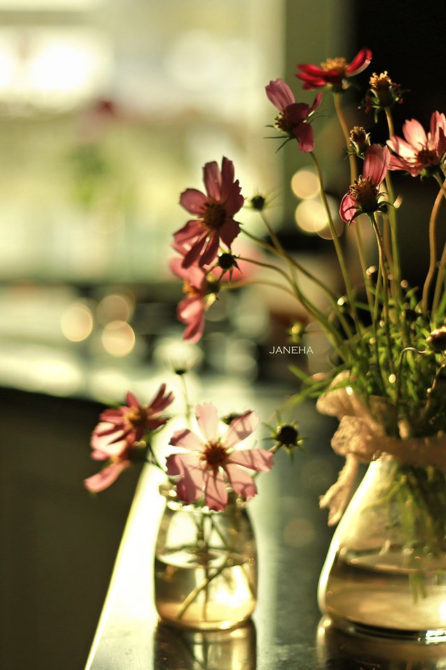 Обои цветы, ваза, космея, flowers, vase, kosmeya разрешение 2560x1600 Загрузить