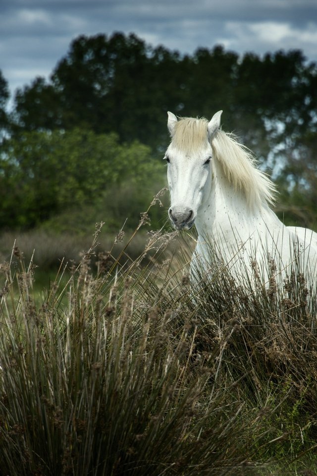 Обои лошадь, трава, деревья, природа, конь, грива, horse, grass, trees, nature, mane разрешение 2048x1451 Загрузить