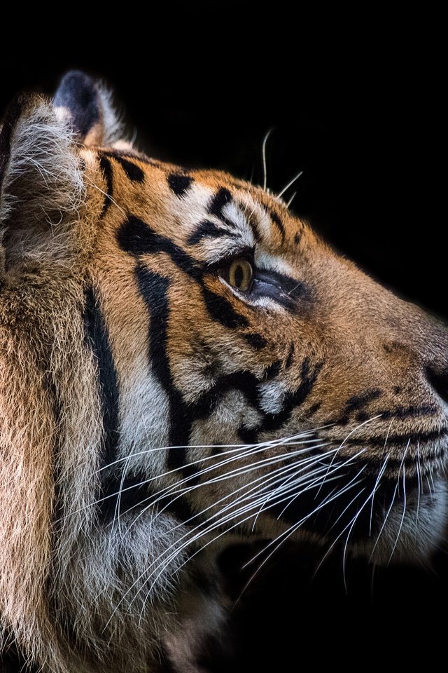 Обои тигр, david whelan, морда, усы, взгляд, хищник, профиль, черный фон, зверь, tiger, face, mustache, look, predator, profile, black background, beast разрешение 5433x3621 Загрузить