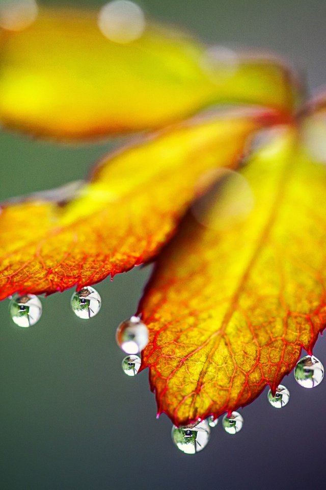 Обои природа, листья, макро, капли, осень, nature, leaves, macro, drops, autumn разрешение 5184x3456 Загрузить