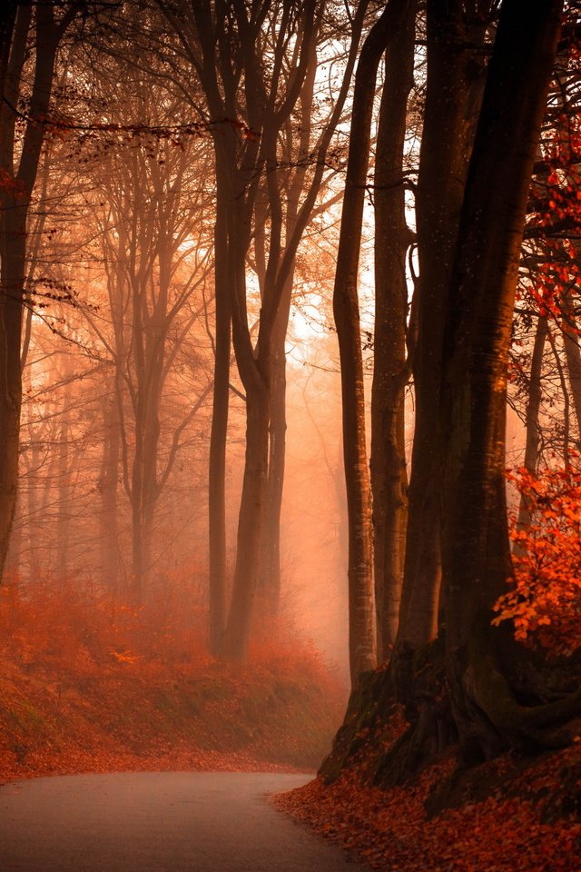 Обои свет, дорога, деревья, лес, туман, стволы, осень, поворот, light, road, trees, forest, fog, trunks, autumn, turn разрешение 2560x1440 Загрузить