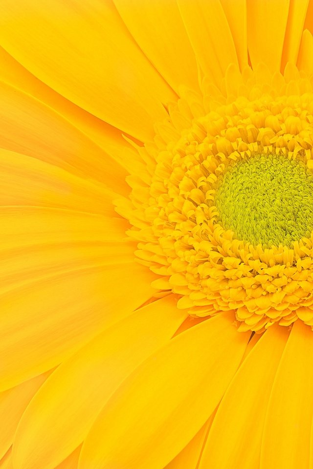 Обои желтый, макро, цветок, лепестки, гербера, yellow, macro, flower, petals, gerbera разрешение 2048x1394 Загрузить