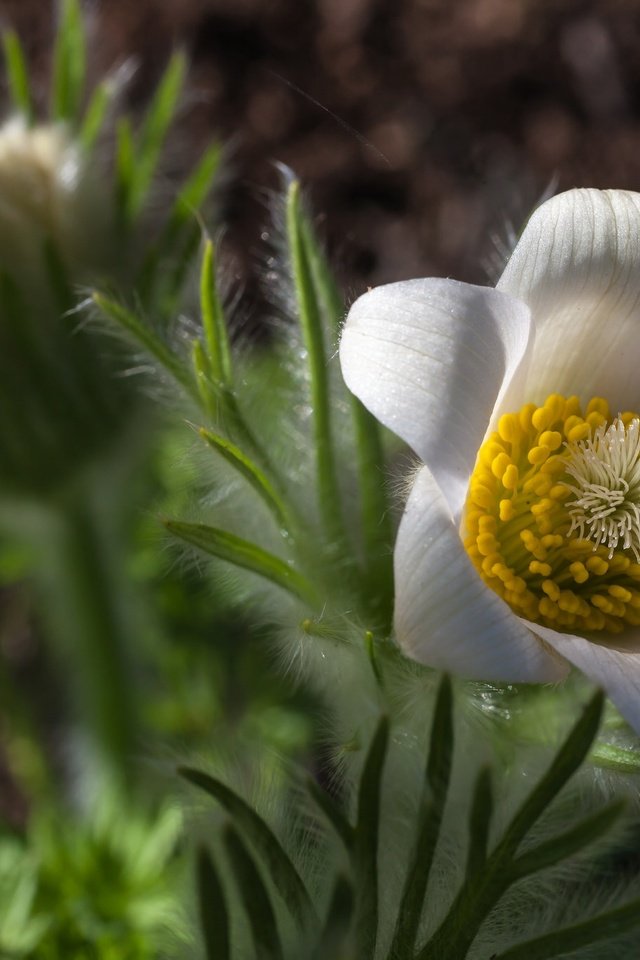 Обои цветок, лепестки, белый, весна, сон-трава, прострел, flower, petals, white, spring, sleep-grass, cross разрешение 2048x1365 Загрузить