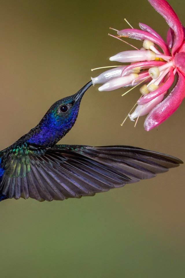 Обои цветок, крылья, птица, клюв, колибри, пурпурный саблекрыл, flower, wings, bird, beak, hummingbird, purple cableknit разрешение 2048x1311 Загрузить