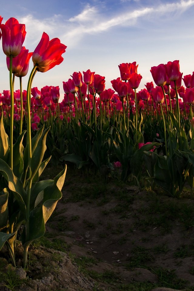 Обои стебли, небо, цветы, бутоны, поле, лепестки, красные, весна, тюльпаны, stems, the sky, flowers, buds, field, petals, red, spring, tulips разрешение 4000x2700 Загрузить