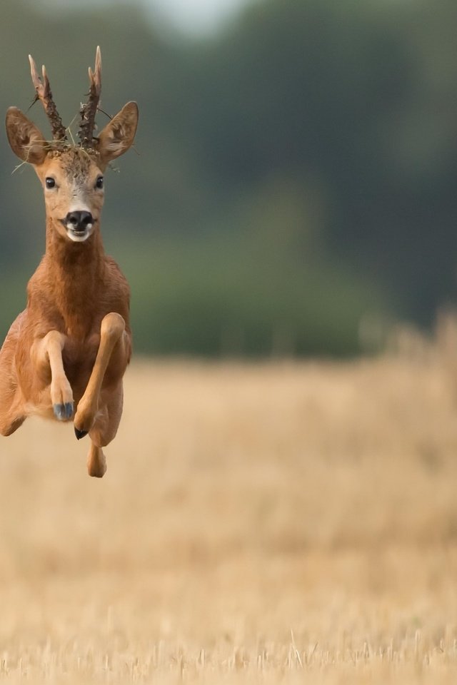 Обои олень, полет, поле, рога, бег, deer, flight, field, horns, running разрешение 2048x1294 Загрузить