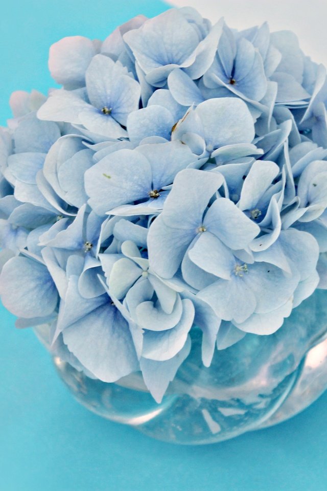 Обои цветы, букет, голубые цветы, гортензия, вазочка, flowers, bouquet, blue flowers, hydrangea, vase разрешение 4000x2666 Загрузить