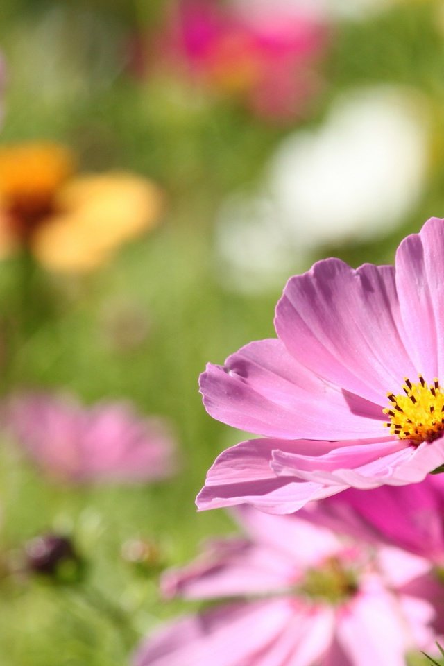 Обои цветы, лепестки, размытость, боке, космея, flowers, petals, blur, bokeh, kosmeya разрешение 2352x1473 Загрузить