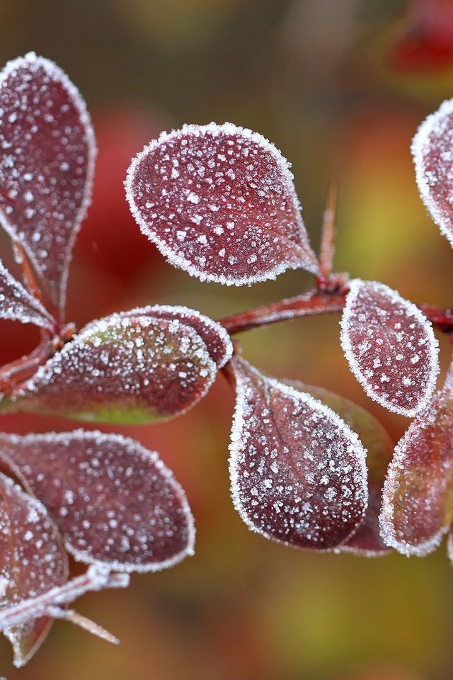 Обои ветка, листья, мороз, иней, осень, боке, барбарис, branch, leaves, frost, autumn, bokeh, barberry разрешение 2048x1366 Загрузить