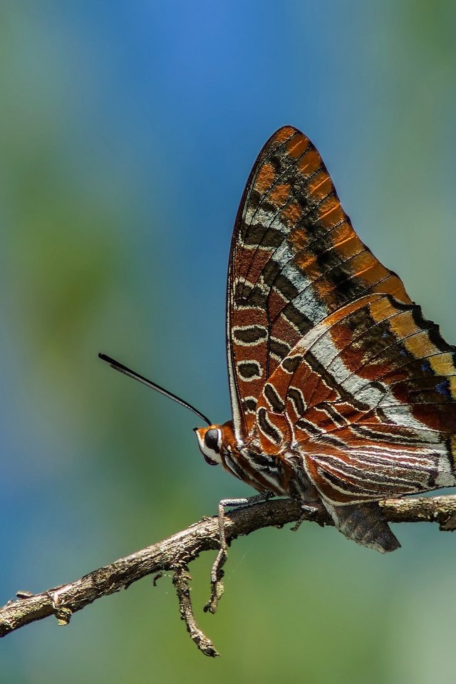 Обои макро, насекомое, бабочка, крылья, размытость, нимфалида, харакс европейский, двухвостая нимфалида, macro, insect, butterfly, wings, blur, nymphalid, charax european, double-tailed nymphalid разрешение 2048x1365 Загрузить