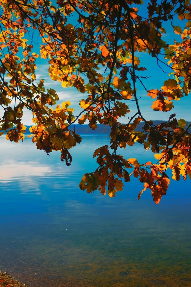 Обои небо, природа, дерево, берег, листья, ветки, горизонт, осень, the sky, nature, tree, shore, leaves, branches, horizon, autumn разрешение 4744x3163 Загрузить