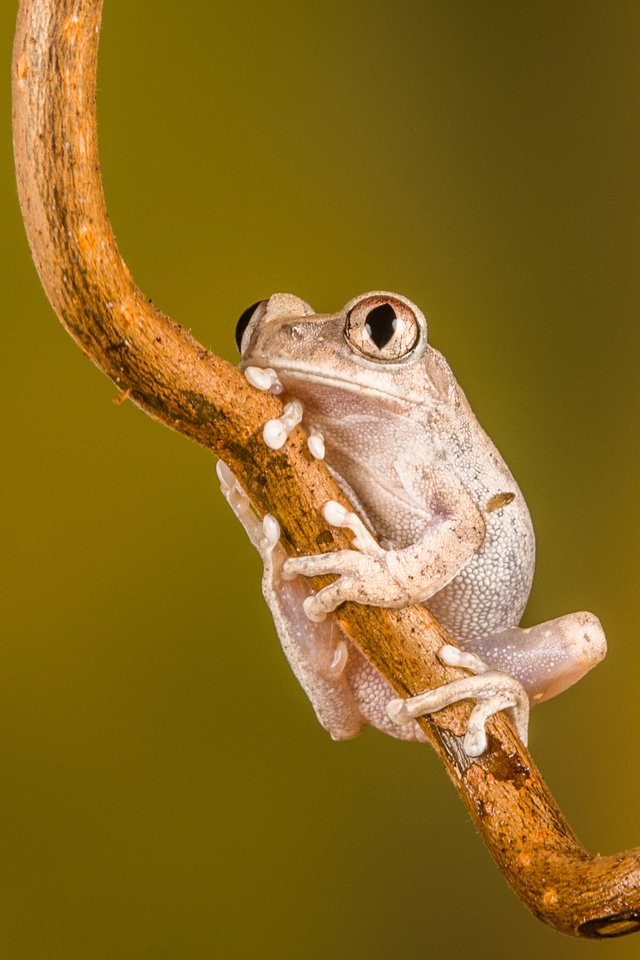 Обои глаза, ветка, природа, фон, лягушка, лапки, lynn griffiths, eyes, branch, nature, background, frog, legs разрешение 2922x1948 Загрузить