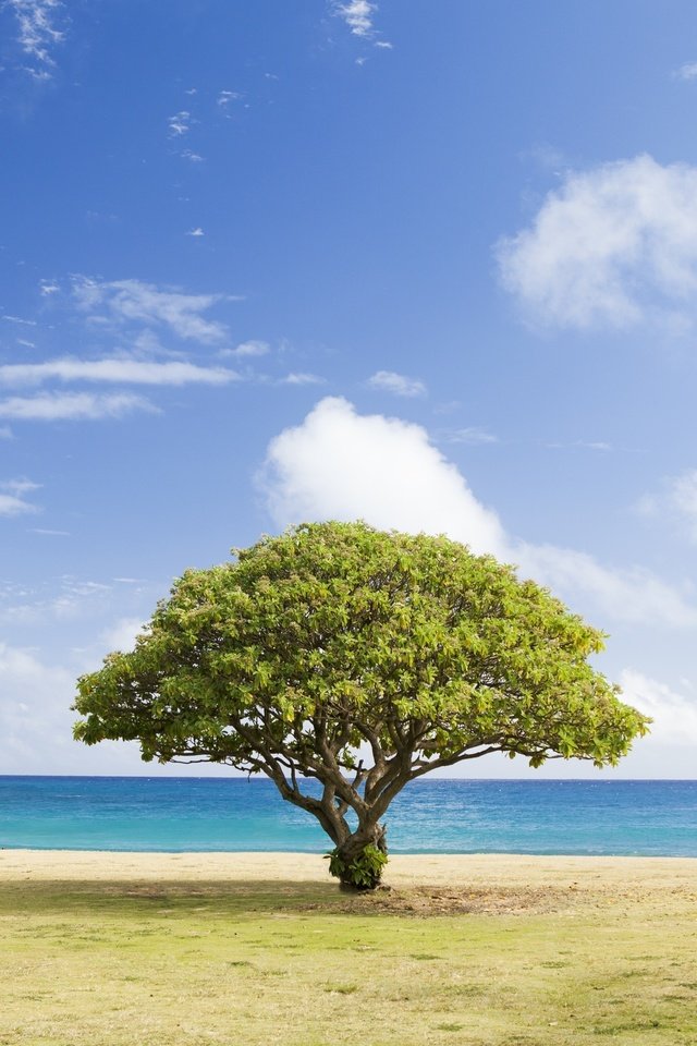 Обои небо, дерево, море, the sky, tree, sea разрешение 2560x1600 Загрузить