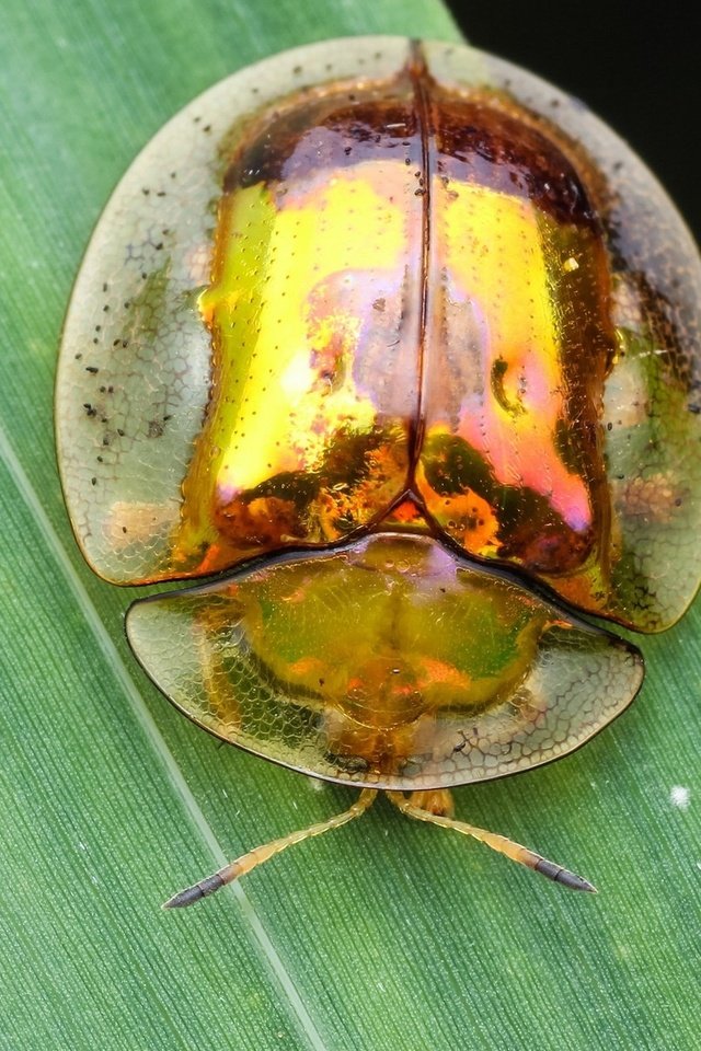 Обои жук, макро, насекомое, фон, травинка, beetle, macro, insect, background, a blade of grass разрешение 1920x1200 Загрузить
