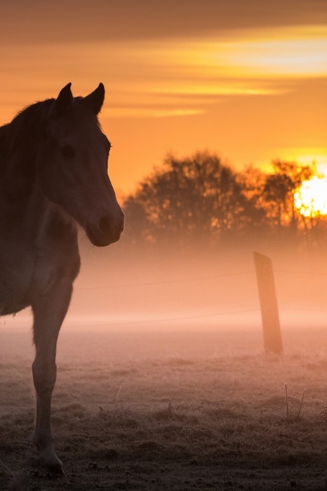 Обои лошадь, закат, туман, поле, конь, horse, sunset, fog, field разрешение 2560x1440 Загрузить