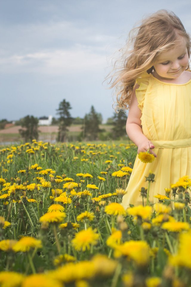 Обои цветы, природа, настроение, девочка, луг, одуванчики, flowers, nature, mood, girl, meadow, dandelions разрешение 2048x1288 Загрузить