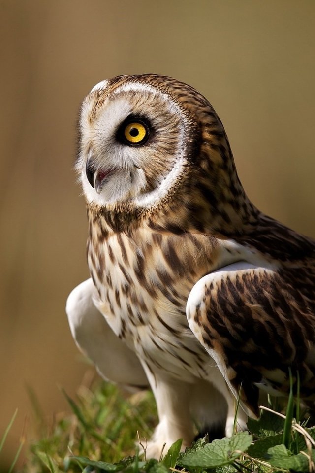 Обои сова, поза, взгляд, owl, pose, look разрешение 1920x1200 Загрузить