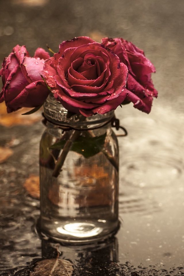 Обои цветы, розы, лужа, банка, flowers, roses, puddle, bank разрешение 2048x1300 Загрузить