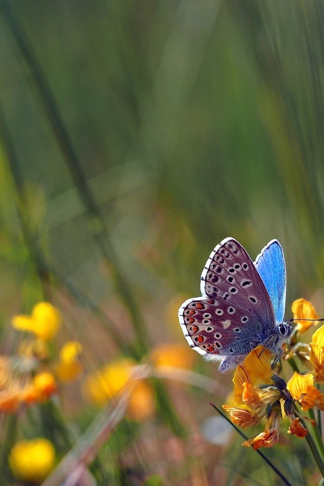 Обои цветы, насекомое, поле, бабочка, крылья, боке, голубянка, flowers, insect, field, butterfly, wings, bokeh, blue разрешение 2048x1152 Загрузить