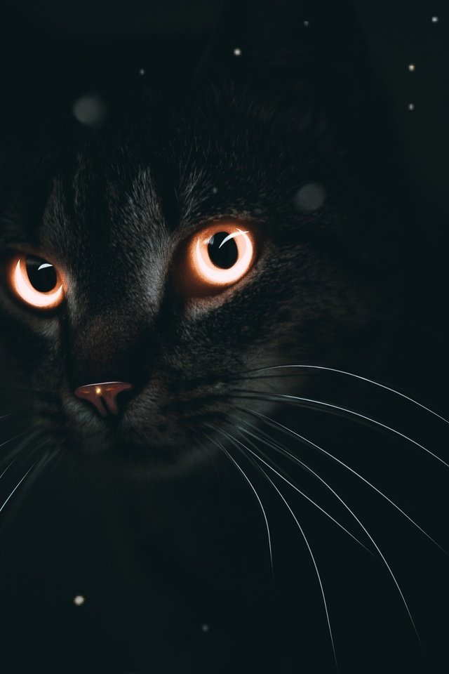Обои глаза, кот, мордочка, кошка, взгляд, черный фон, eyes, cat, muzzle, look, black background разрешение 3840x2160 Загрузить