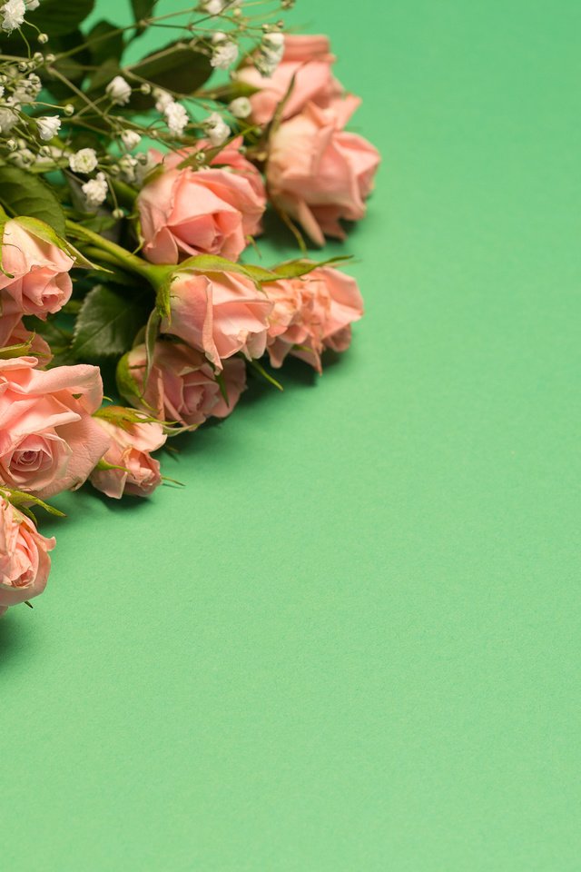 Обои цветы, бутоны, розы, лепестки, flowers, buds, roses, petals разрешение 5472x3648 Загрузить