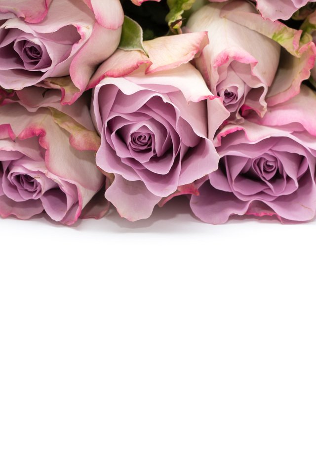 Обои цветы, розы, букет, белый фон, flowers, roses, bouquet, white background разрешение 5184x3456 Загрузить