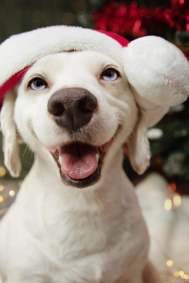 Обои новый год, нос, елка, лабрадор-ретривер, собака, щенок, мордашка, голубые глаза, праздник, рождество, new year, nose, tree, labrador retriever, dog, puppy, face, blue eyes, holiday, christmas разрешение 2000x1333 Загрузить