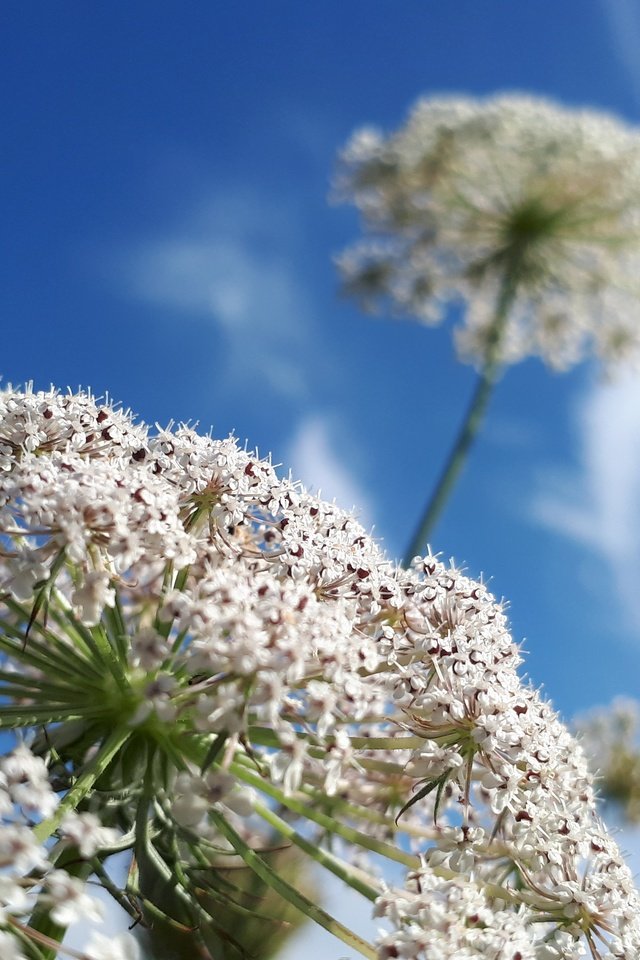 Обои небо, цветок, растение, крупный план, борщевик, the sky, flower, plant, close-up разрешение 4608x2592 Загрузить
