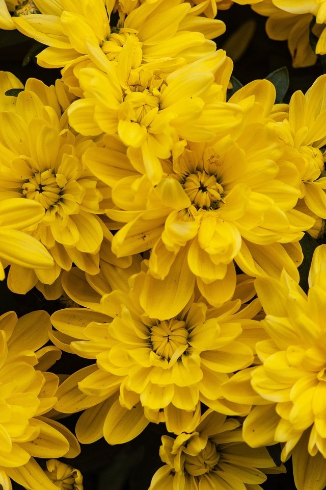 Обои цветы, сад, много, желтые, хризантемы, flowers, garden, a lot, yellow, chrysanthemum разрешение 3008x2008 Загрузить