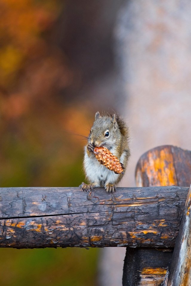 Обои фон, осень, серая, шишка, белка, бревно, боке, background, autumn, grey, bump, protein, log, bokeh разрешение 2047x1301 Загрузить