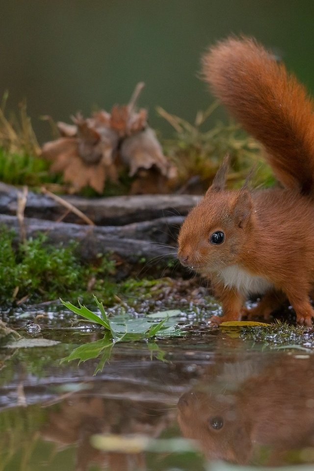 Обои отражение, взгляд, водоем, рыжая, белка, бревно, бельчонок, reflection, look, pond, red, protein, log, squirrel разрешение 2000x1333 Загрузить