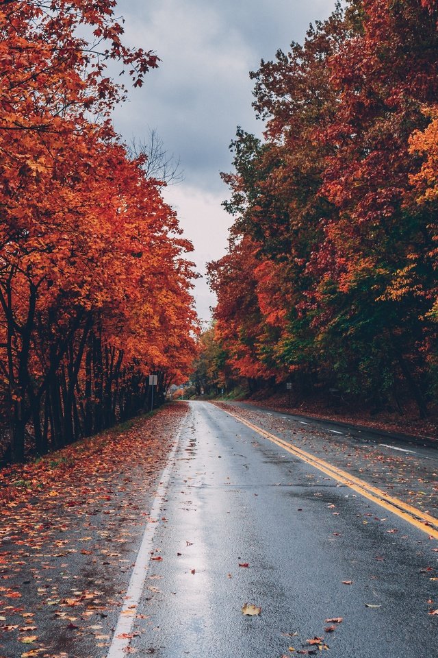 Обои дорога, деревья, листья, осень, листопад, road, trees, leaves, autumn, falling leaves разрешение 5472x3648 Загрузить