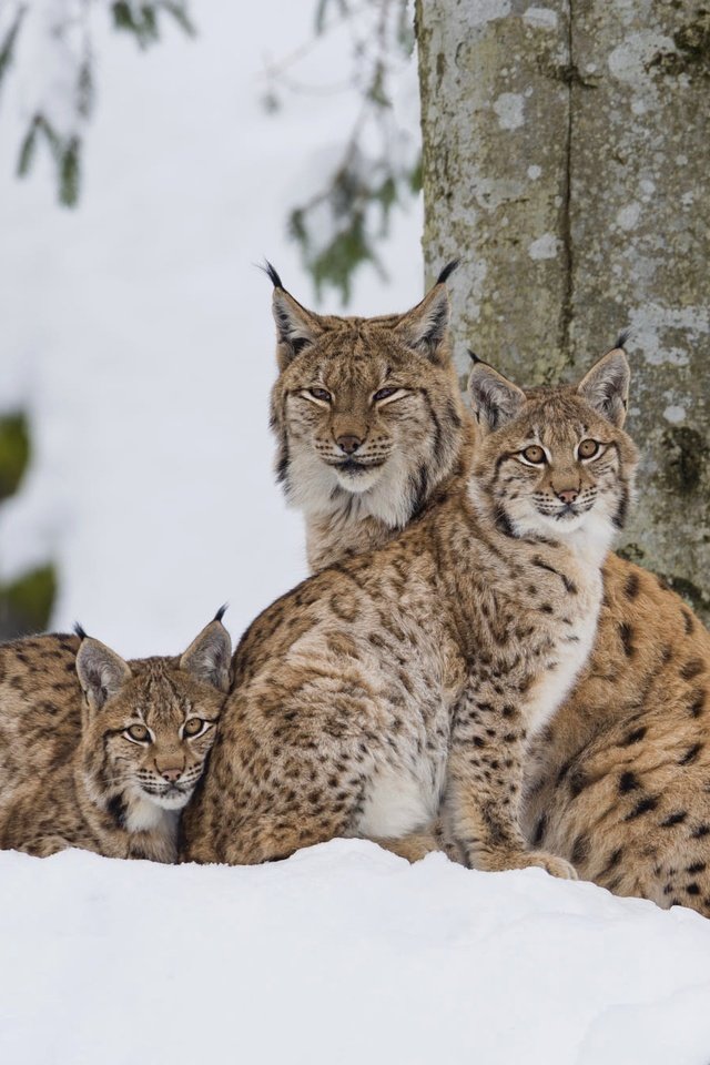 Обои деревья, снег, зима, рысь, взгляд, семья, рыси, рысёнок, trees, snow, winter, lynx, look, family, a small lynx разрешение 2000x1335 Загрузить