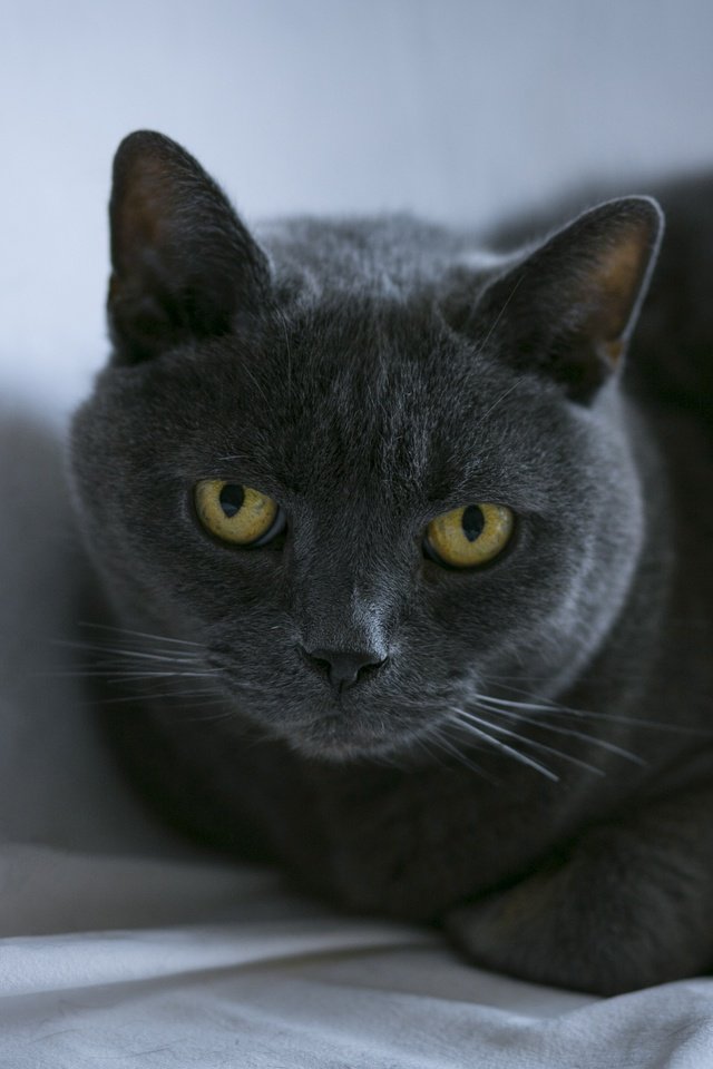 Обои кот, кошка, взгляд, лежит, ткань, британский, желтые глаза, британская короткошерстная кошка, cat, look, lies, fabric, british, yellow eyes, british shorthair разрешение 3960x2640 Загрузить