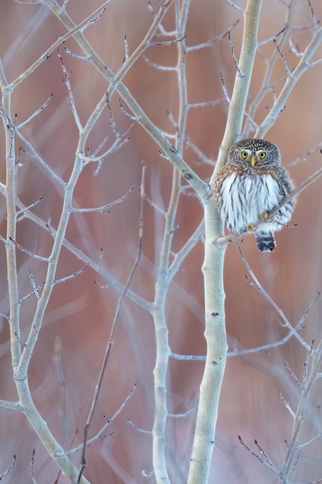 Обои сова, дерево, ветки, птица, сыч, owl, tree, branches, bird разрешение 2400x1600 Загрузить