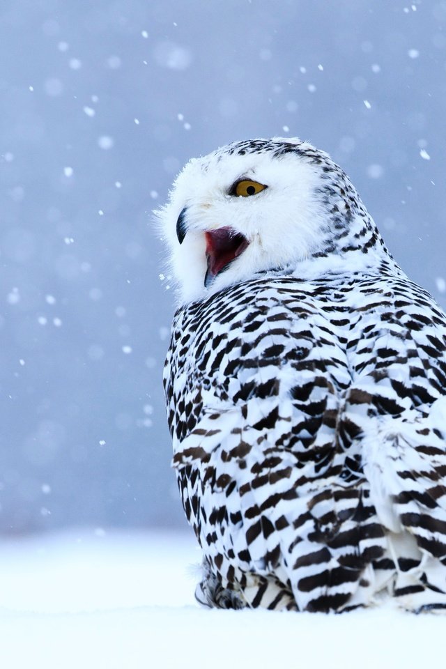 Обои сова, снегопад, снег, полярная сова, зима, пёстрая, взгляд, птица, клюв, голубой фон, крик, owl, snowfall, snow, snowy owl, motley, winter, look, bird, beak, blue background, creek разрешение 4876x3641 Загрузить
