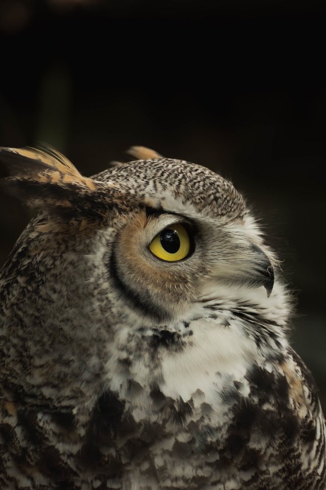 Обои сова, птица, черный фон, филин, owl, bird, black background разрешение 6000x4000 Загрузить