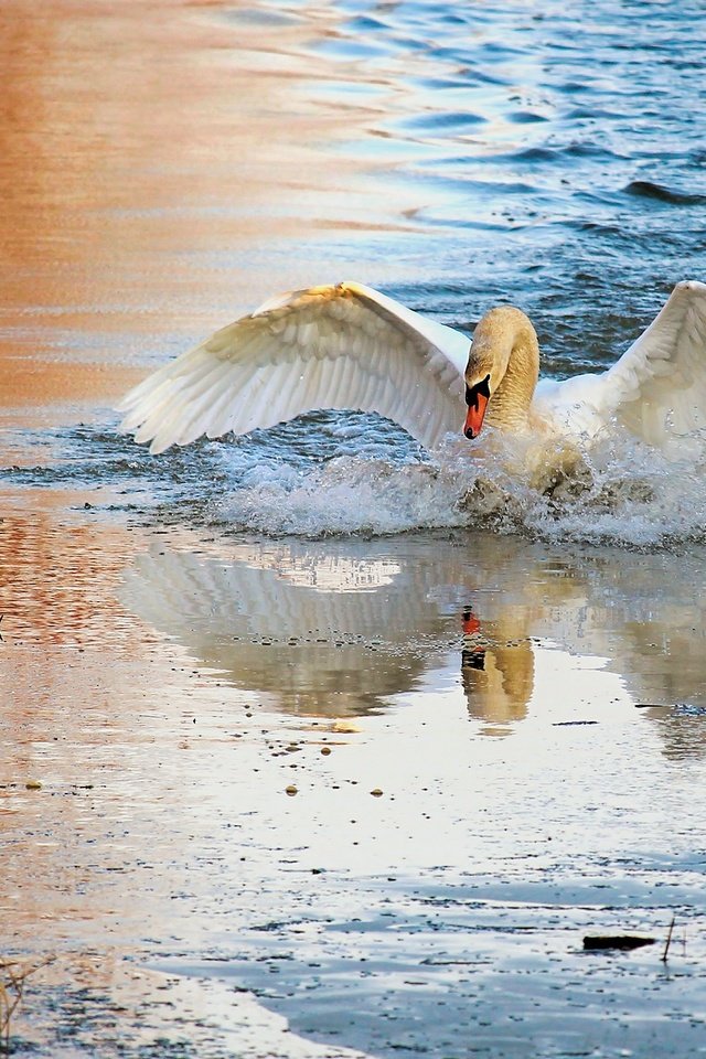 Обои вода, плавание, природа, лебедь, берег, взмах крыльев, отражение, белый, водоем, брызги, птица, water, swimming, nature, swan, shore, flap, reflection, white, pond, squirt, bird разрешение 2880x1620 Загрузить