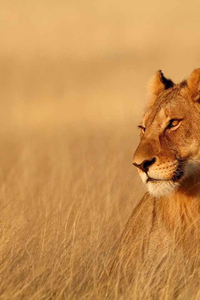 Обои львица, lioness разрешение 3000x2000 Загрузить