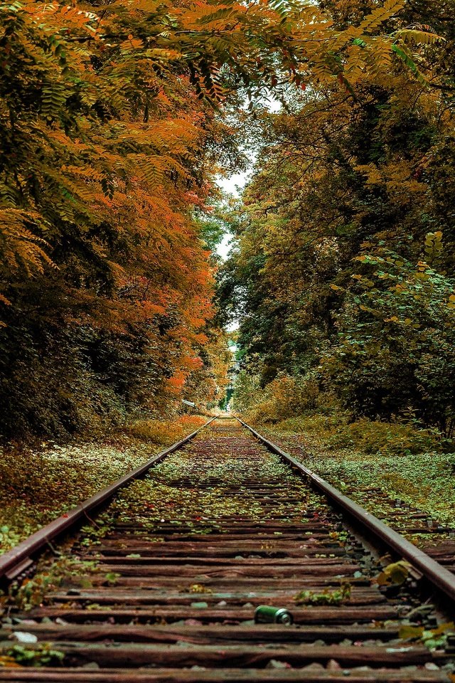 Обои железная дорога, рельсы, осень, railroad, rails, autumn разрешение 3840x2160 Загрузить