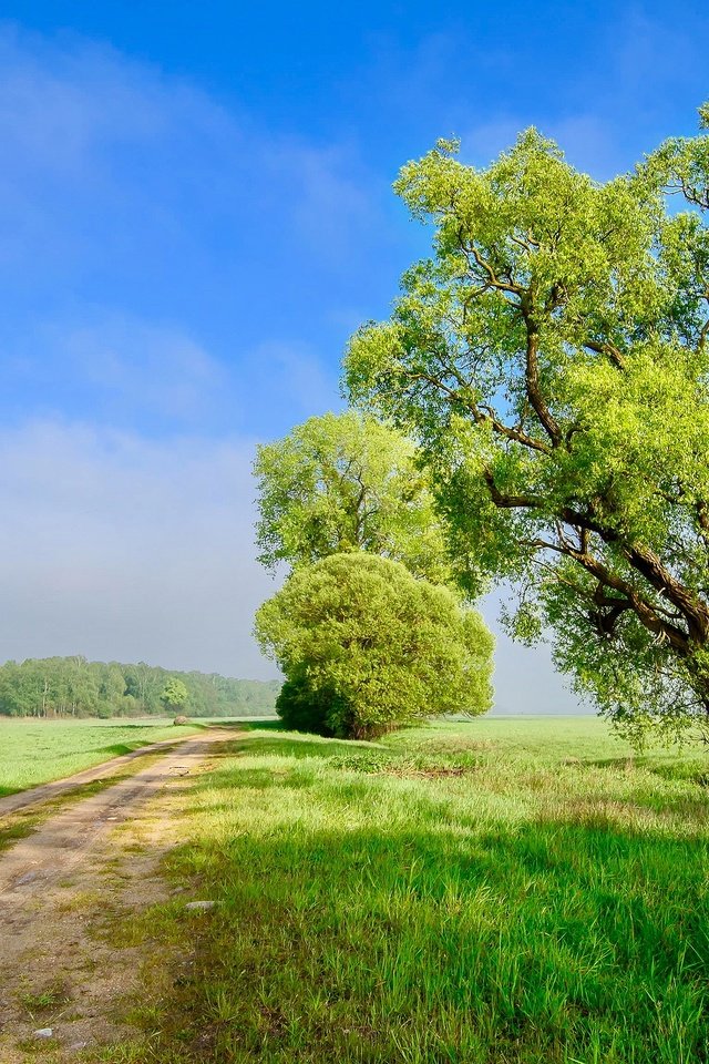 Обои небо, дорога, облака, дерево, поле, the sky, road, clouds, tree, field разрешение 3840x2160 Загрузить