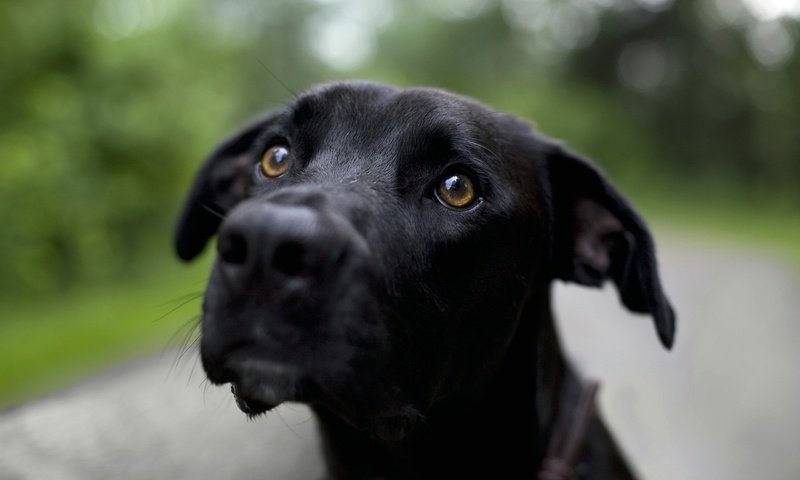Обои мордочка, взгляд, черный, собака, лабрадор ретривер, muzzle, look, black, dog, labrador retriever разрешение 2560x1600 Загрузить