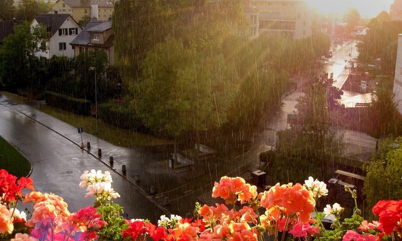 Обои цветы, улица, дождь, окно, flowers, street, rain, window разрешение 2560x1600 Загрузить